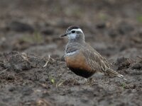 Eudromias morinellus 17, Morinelplevier, Saxifraga-Luc Hoogenstein