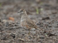 Eudromias morinellus 7, Morinelplevier, Saxifraga-Luc Hoogenstein