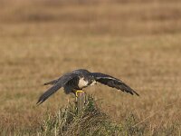 Falco peregrinus 25, Slechtvalk, Saxifraga-Martin Mollet