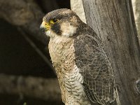 Falco peregrinus 27, Slechtvalk, Saxifraga-Willem van Kruijsbergen