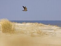 Falco peregrinus 29, Slechtvalk, Saxifraga-Mark Zekhuis