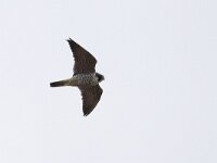 Falco peregrinus 33, Slechtvalk, Saxifraga-Mark Zekhuis