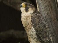 Falco peregrinus 35, Slechtvalk, Saxifraga-Willem van Kruijsbergen