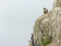 Falco peregrinus 40, Slechtvalk, Saxifraga-Mark Zekhuis