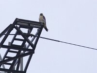 Falco peregrinus 41, Slechtvalk, Saxifraga-Mark Zekhuis