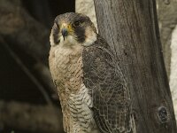 Falco peregrinus 43, Slechtvalk, Saxifraga-Willem van Kruijsbergen