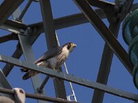 Falco peregrinus 51, Slechtvalk, juvenile, Saxifraga-Martin Mollet