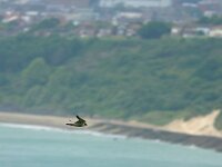 Falco peregrinus 55, Slechtvalk, Saxifraga-Mark Zekhuis