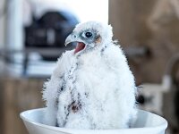 Falco peregrinus 62, Slechtvalk, Saxifraga-Bart Vastenhouw