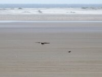 Falco peregrinus 66, Slechtvalk, Saxifraga-Mark Zekhuis