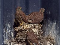 Falco tinnunculus 101, Torenvalk, Saxifraga-Martin Mollet