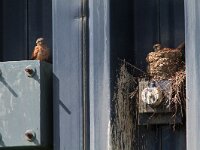 Falco tinnunculus 102, Torenvalk, Saxifraga-Martin Mollet