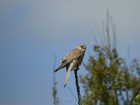 Falco tinnunculus 2, Torenvalk, female, Saxifraga-Marijke Verhagen