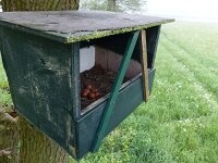 Falco tinnunculus 74, Torenvalk, Saxifraga-Mark Zekhuis