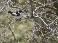 Ficedula albicollis 2, Withalsvliegenvanger, Saxifraga-Mark Zekhuis
