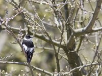 Ficedula albicollis 3, Withalsvliegenvanger, Saxifraga-Mark Zekhuis