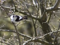 Ficedula albicollis 4, Withalsvliegenvanger, Saxifraga-Mark Zekhuis