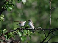Ficedula hypoleuca 18, Bonte vliegenvanger, female and juvenile, Saxifraga-Dirk Hilbers