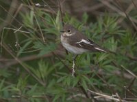 Ficedula hypoleuca 2, Bonte vliegenvanger, Saxifraga-Luc Hoogenstein