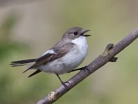 Ficedula hypoleuca 23, Bonte vliegenvanger, Saxifraga-Mark Zekhuis