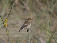 Ficedula hypoleuca 4, Bonte vliegenvanger, female, Saxifraga-Mark Zekhuis