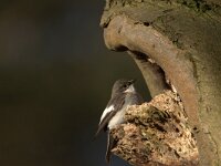 Ficedula hypoleuca 76, Bonte vliegenvanger, adult, male, Saxifraga-Theo Verstrael