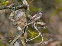 Ficedula hypoleuca 84, Bonte vliegenvanger, Saxifraga-Mark Zekhuis