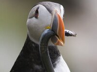 Fratercula arctica 14, Papegaaiduiker, Saxifraga-Mark Zekhuis