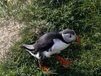 Fratercula arctica 19, Papegaaiduiker, Saxifraga-Harry van Oosterhout
