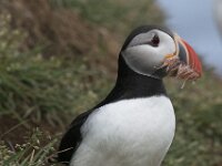 Fratercula arctica 22, Papegaaiduiker, Saxifraga-Peter Stein