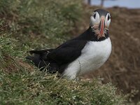 Fratercula arctica 23, Papegaaiduiker, Saxifraga-Peter Stein