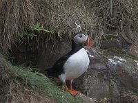 Fratercula arctica 28, Papegaaiduiker, Saxifraga-Peter Stein