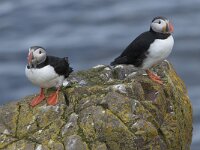 Fratercula arctica 32, Papegaaiduiker, Saxifraga-Peter Stein