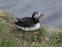 Fratercula arctica 36, Papegaaiduiker, Saxifraga-Peter Stein