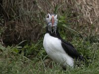 Fratercula arctica 40, Papegaaiduiker, Saxifraga-Peter Stein