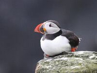 Fratercula arctica 45, Papegaaiduiker, Saxifraga-Bart Vastenhouw