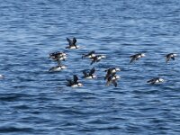 Fratercula arctica 52, Papegaaiduiker, Saxifraga-Willem van Kruijsbergen