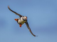 Flying Puffin  Puffin (Fratercula arctica) flying back to nesting colony with fish in beak to feed young on Isle of May, Scotland : animal, aquatic, arctic, arctica, atlantic, background, beak, bird, birds, britain, british, canada, canadian, clown, colorful, eel, europe, farne, faroe, fish, flight, flying, fratercula, greenland, iceland, icelandic, island, islands, isles, labrador, lunde, nature, newfoundland, norway, ocean, one, papegaaiduiker, parrot, portrait, puffin, reykjavik, scandinavian, sea, seabird, uk, view, water, white, wild, wildlife