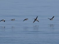 Fratercula arctica 71, Papegaaiduiker, Saxifraga-Willem van Kruijsbergen