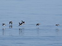 Fratercula arctica 75, Papegaaiduiker, Saxifraga-Willem van Kruijsbergen