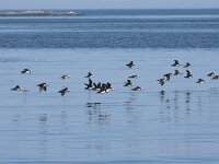 Fratercula arctica 81, Papegaaiduiker, Saxifraga-Willem van Kruijsbergen