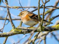 Fringilla montifringilla 104, Keep, Saxifraga-Bart Vastenhouw