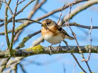 Fringilla montifringilla 105, Keep, Saxifraga-Bart Vastenhouw