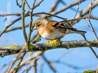 Fringilla montifringilla 106, Keep, Saxifraga-Bart Vastenhouw