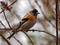 Fringilla montifringilla 11, Keep, Saxifraga-Hans Dekker