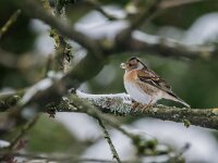 Fringilla montifringilla 12, Keep, adult, female, Saxifraga-Theo Verstrael