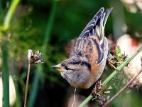 Fringilla montifringilla 15, Keep, Saxifraga-Bart Vastenhouw