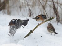 Fringilla montifringilla 16, Keep, Saxifraga-Mark Zekhuis