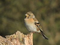 Fringilla montifringilla 25, Keep, adult, female, Saxifraga-Theo Verstrael
