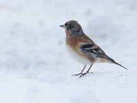 Fringilla montifringilla 26, Keep, Saxifraga-Mark Zekhuis